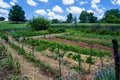 Vegetable Garden at Booker T. Washington National Monument